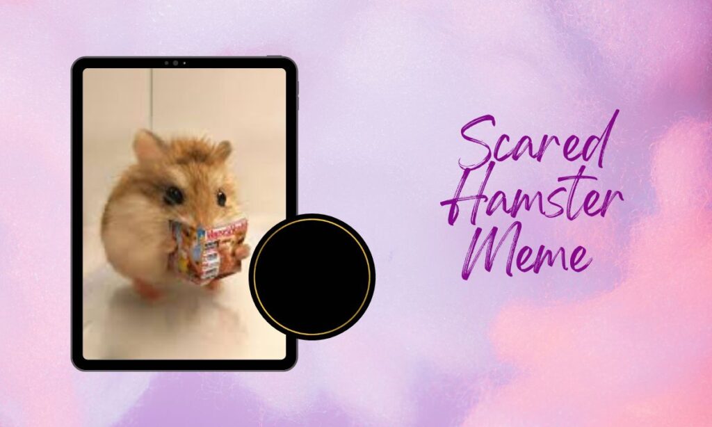 Scared Hamster Meme